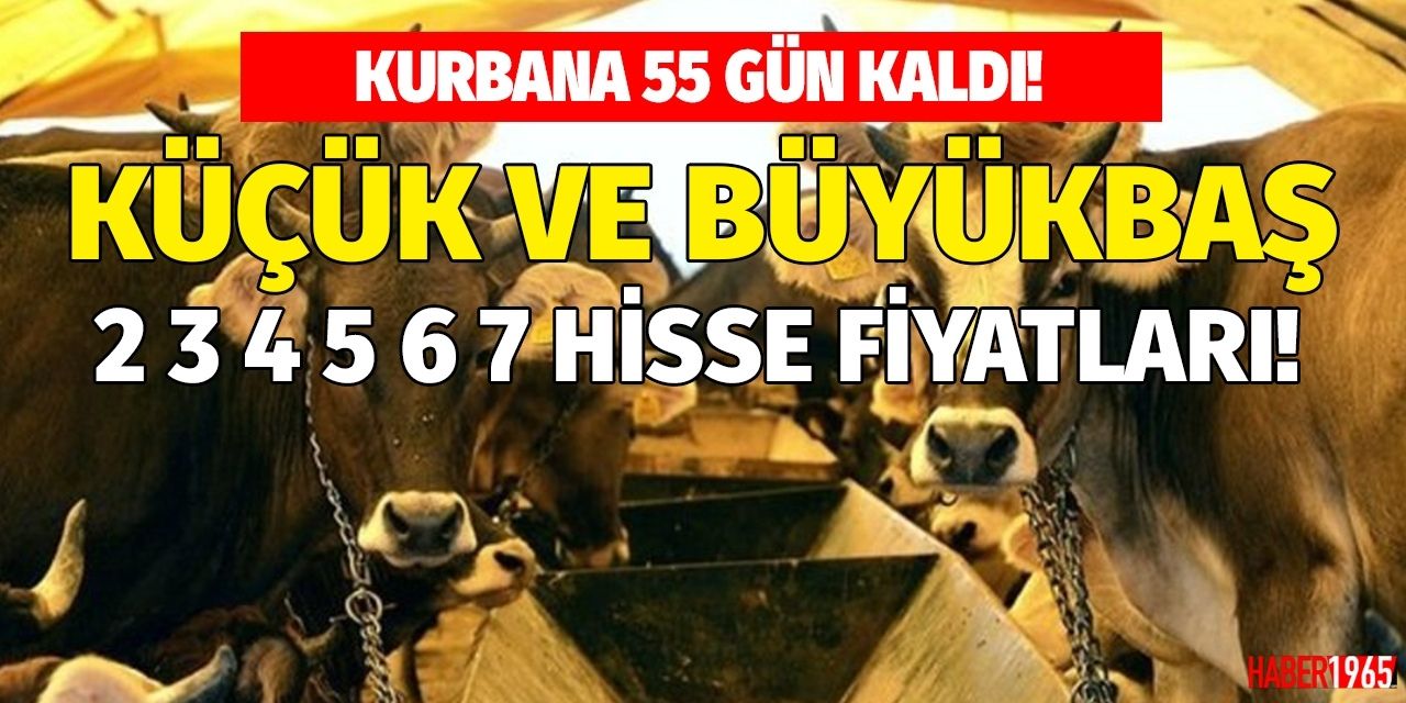 55 gün kaldı! 2 3 4 5 6 7 hisse küçükbaş büyükbaş kurban fiyatları belli oldu