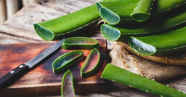 Evinde aloe vera bitkisi yetiştirenlere güzel haber! O hastalığı tamamen bitiriyor