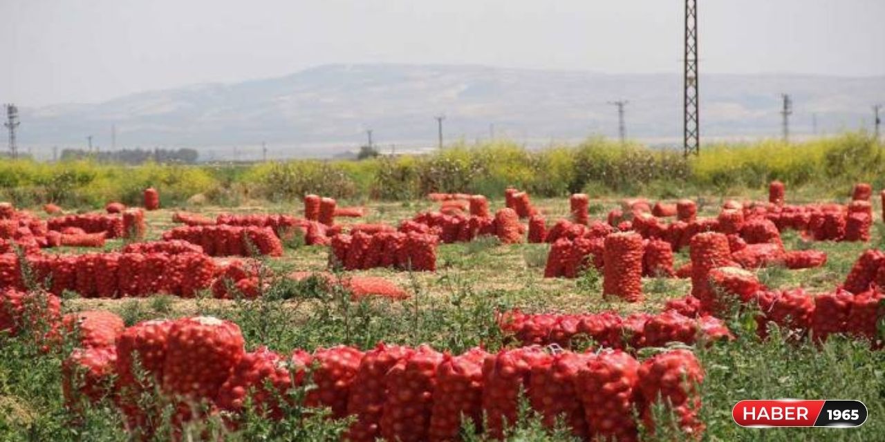 Soğan fiyatları dibi gördü! Kilosu tarlada 4 TL'ye düştü