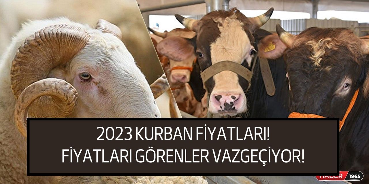 Kurban fiyatları herkesi şoke ediyor! Bu yıl büyükbaş ve küçükbaş kurban fiyatları servet değerinde