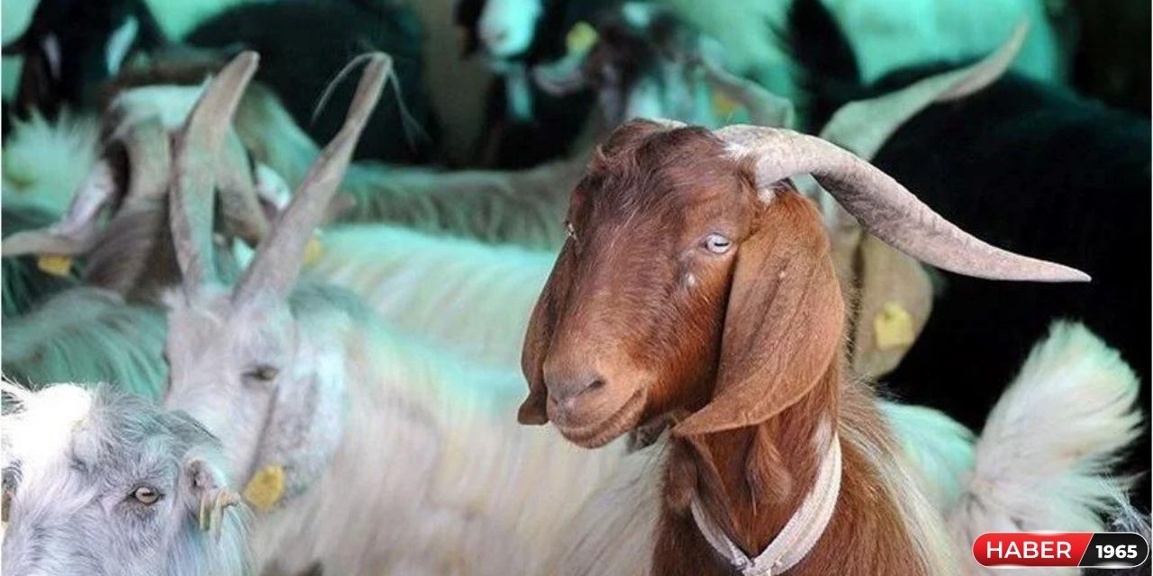 Kurbanlık fiyatlarını görenler ortak arıyor! Gelen zam akıllara durgunluk verdi