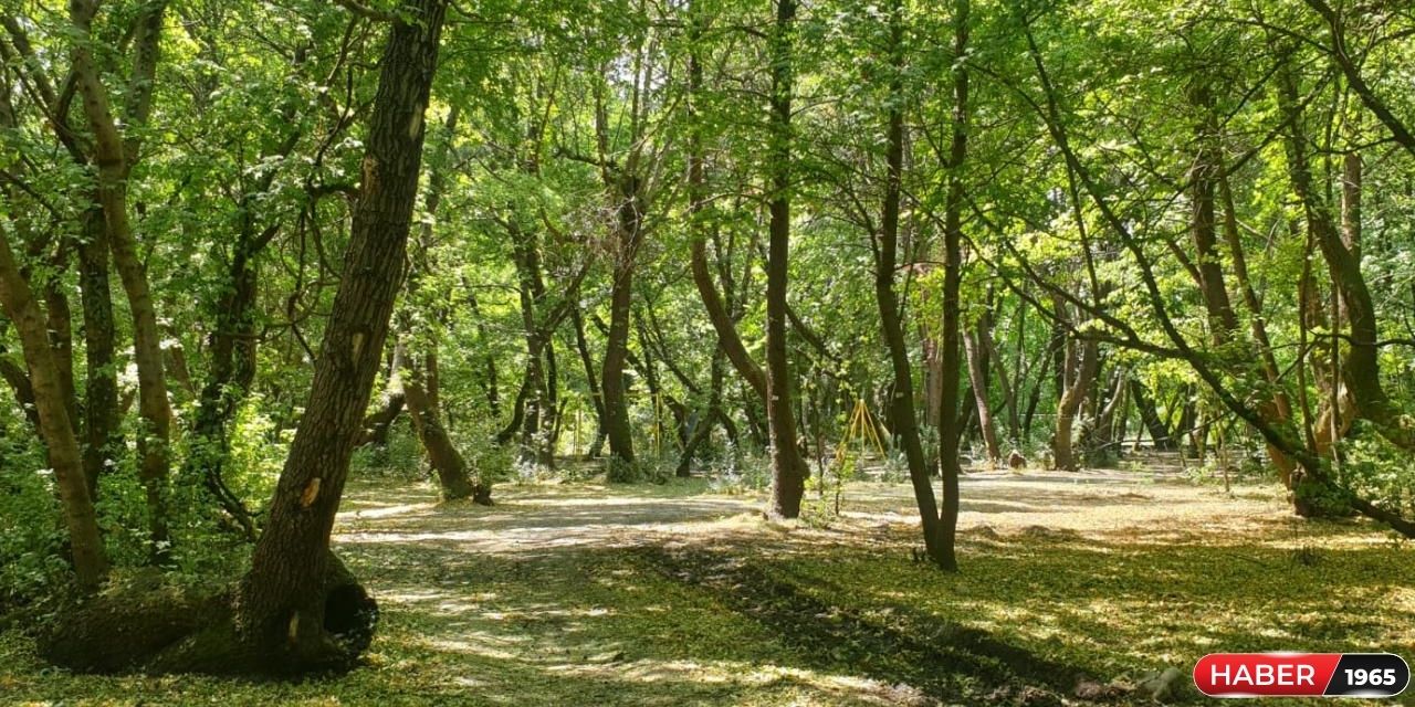 Ormanlık alanlara giriş yasaklandı! O tarih arası herkes dikkatli olsun