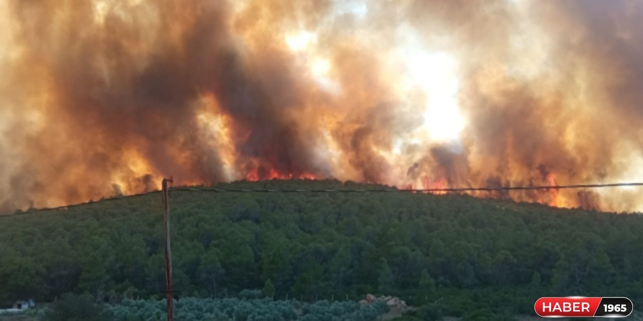 Milas'ta orman yangını çıktı