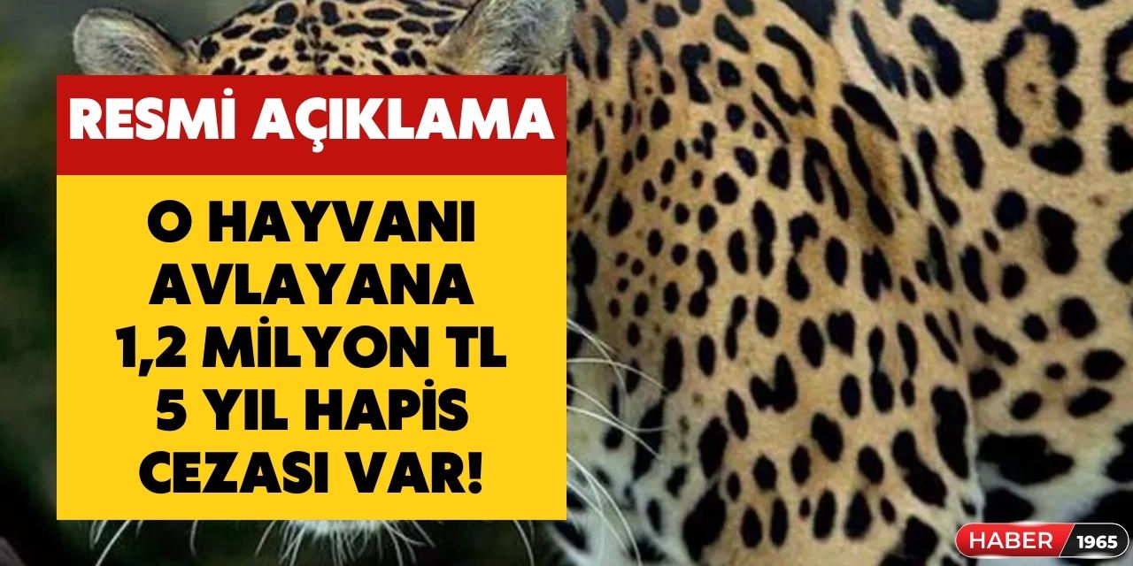 Resmi açıklama geldi! O hayvanı avlayana 1.2 milyon TL ceza kesilecek