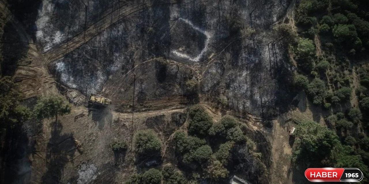 Çanakkale'de günler sonra sönen yangından geriye kalan görüntüler yürek burktu!