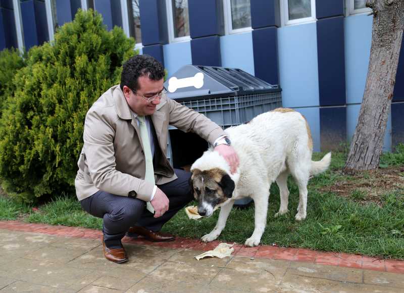 Sokak hayvanları Atakum’da mutlu