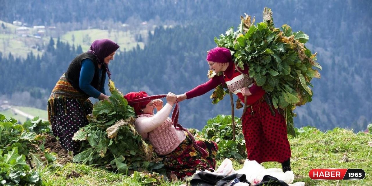 Bağ bahçe ile uğraşanlara kritik uyarı! Samsun Giresun Artvin Rize Trabzon Sinop Ordu'da eken söküp atsın