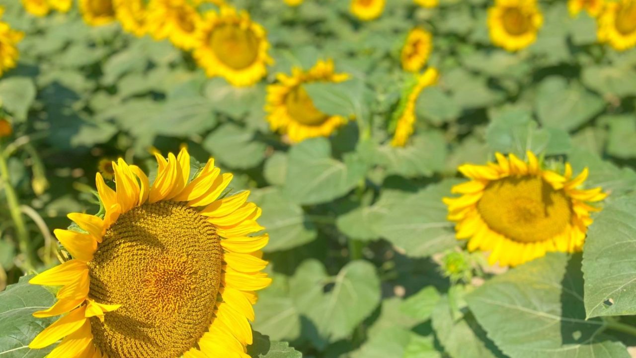 Ayçiçek yağı stoğu yapmayan karalar bağlayacak! O günden sonra fiyatı ikiye katlanacak