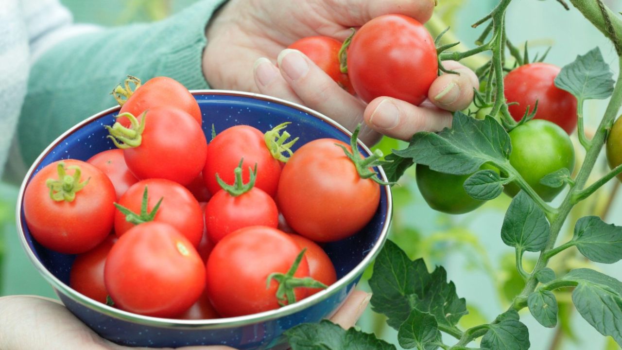 Günde 1 domates yemek nelere kadirmiş! Faydasını duyunca kasa kasa satın alacaksınız