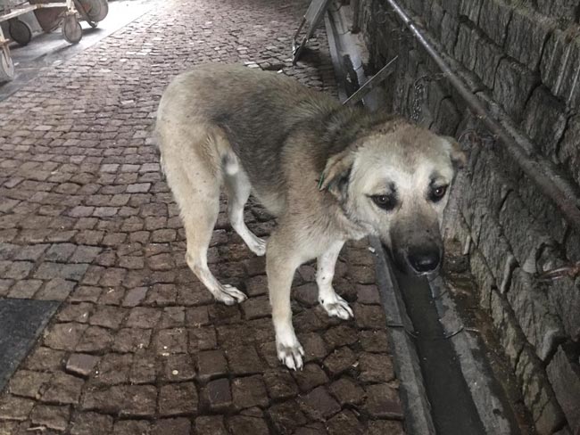 Yaralı sokak köpeklerine Büyükşehir şefkati