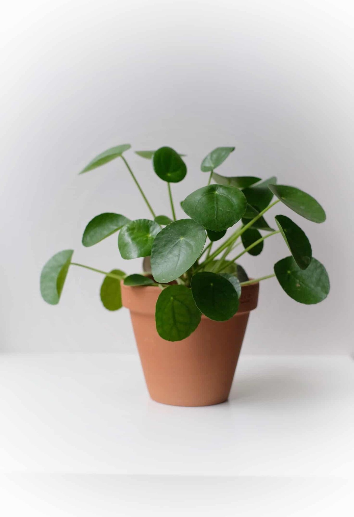 Para Çiçeği - Pilea Bitkisi: