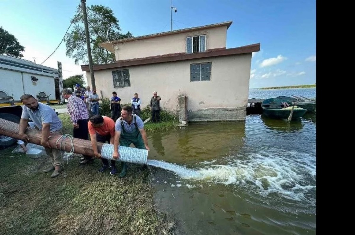 Samsun barajları ve gölleri sazan yavrularıyla doldu taştı